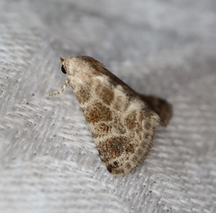 Eublemma glaucochroa