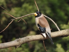 Eophona migratoria