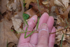 Vicia minutiflora