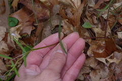 Vicia minutiflora
