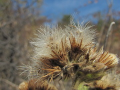 Inula thapsoides