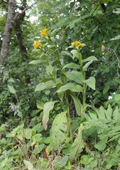 Inula thapsoides