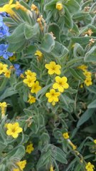 Alkanna orientalis