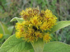 Inula thapsoides