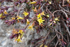 Thymelaea dioica