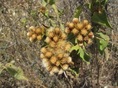 Inula thapsoides