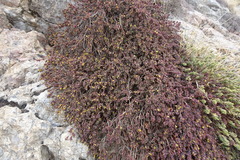 Thymelaea dioica