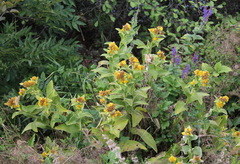 Inula thapsoides