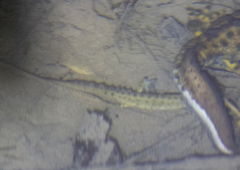 Lissotriton lantzi