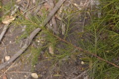 Acacia genistifolia