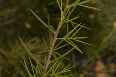Acacia genistifolia