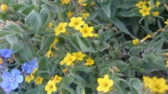 Alkanna orientalis