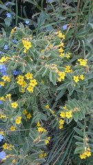 Alkanna orientalis