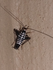 Saltoblattella