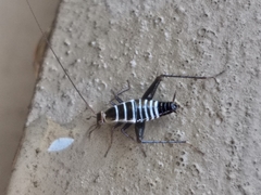 Saltoblattella