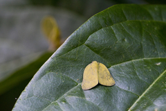 Ricania sublimata