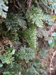 Trichomanes obscurum