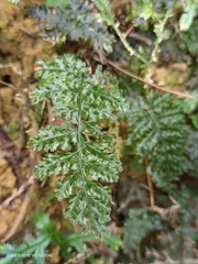 Trichomanes obscurum