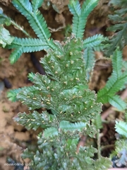 Trichomanes obscurum