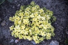 Sedum makinoi