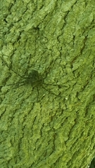 Dolomedes tenebrosus