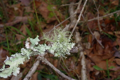 Usnea mutabilis