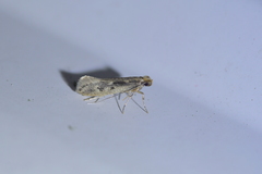 Tinea pallescentella