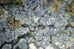 Fuscopannaria granulans
