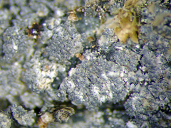 Fuscopannaria granulans