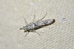 Eudonia leptalaea