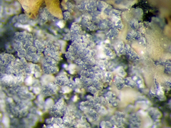 Fuscopannaria granulans