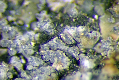 Fuscopannaria granulans