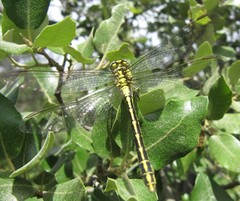 Gomphus simillimus