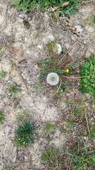 Taraxacum