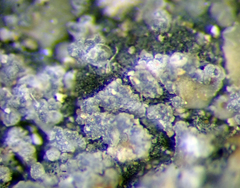 Fuscopannaria granulans