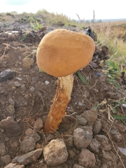 Battarrea