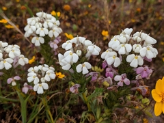 Triphysaria versicolor versicolor
