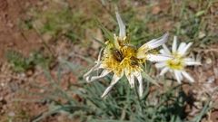 Blitopertha nigripennis