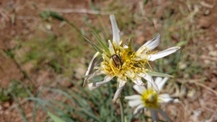 Blitopertha nigripennis