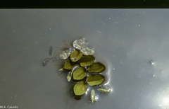Salvinia minima