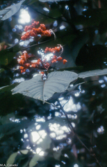 Clerodendrum japonicum