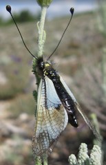 Libelloides lacteus