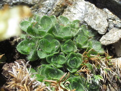Myosotis pulvinaris