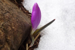Colchicum bulbocodium