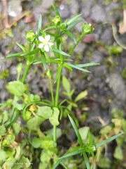 Sagina japonica