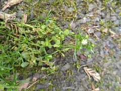 Sagina japonica