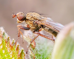 Scathophaga stercoraria