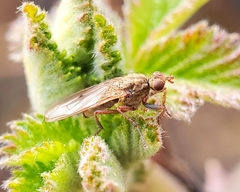 Scathophaga stercoraria