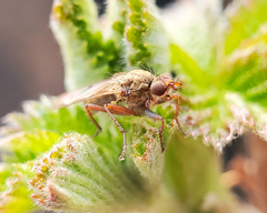 Scathophaga stercoraria