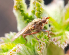 Scathophaga stercoraria